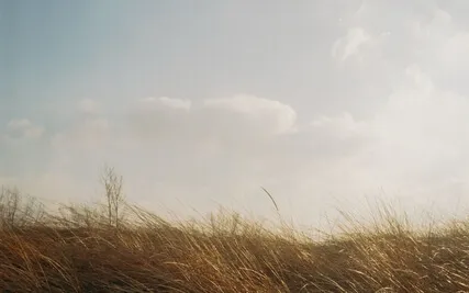 Mindful Of The Breath:  A Gateway To The Present Moment