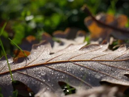 Mindful opmærksomhed på åndedrættet