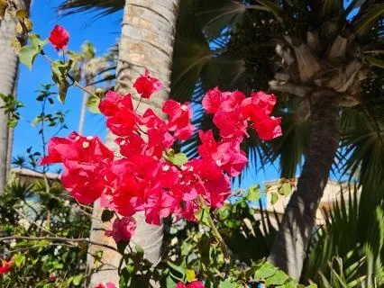 Mindful Pause Meditation: Calming Breath And Reset