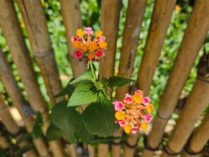 Mindful Pause Practice – Reconnect With What Matters