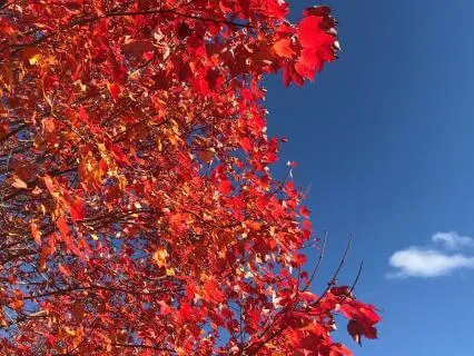 Mindful Presence For Seasonal Transitions