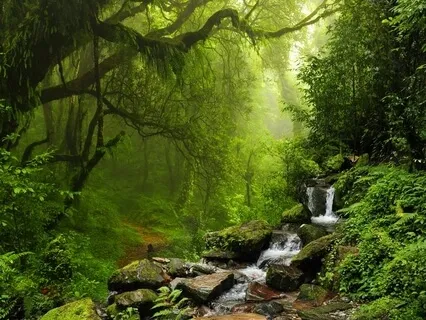 Mindful Rainforest  - Nature Sounds For Deep Sleep, Relaxation, Meditation & Focusing