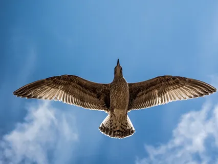 Mindful Reflection 5: Intention