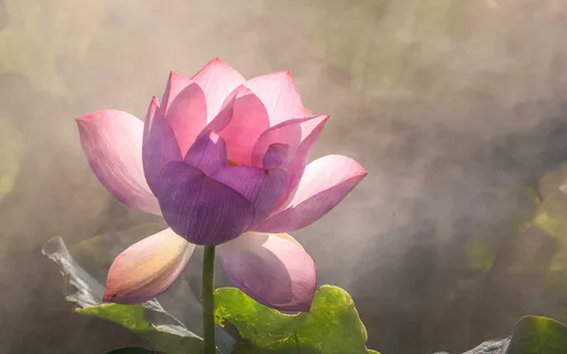 Mindful Self Compassion - Affectionate Breathing