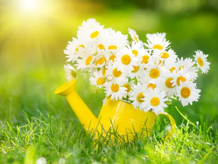 Mindful Self Compassion Exercise Meditation