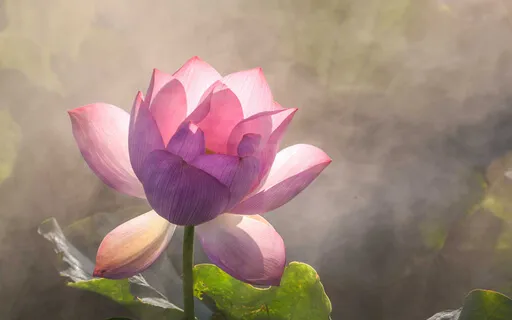 Mindful Self Compassion - Soles Of The Feet