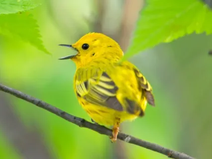 Listening Mindfully Sensory Meditation