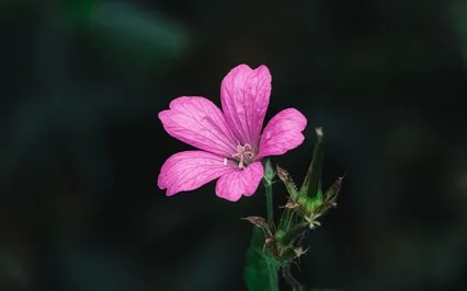 Mindful Settling- Grounding In This Moment