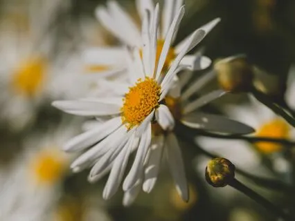 Mindful Somatic Body Scan