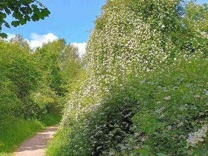 Mindful Steps: A Walking Meditation