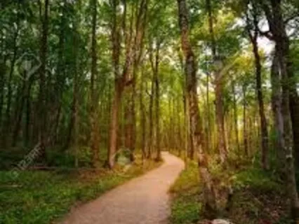 Mindful Walking Meditation (MBSR)