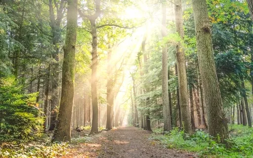 Mindful Walking Meditation