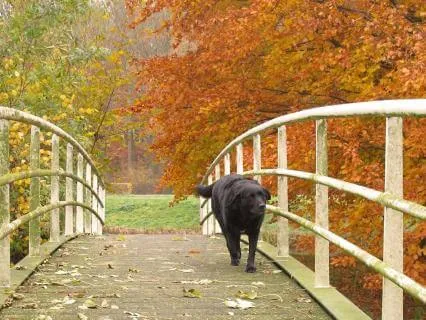 Mindful Walks With Your Dog
