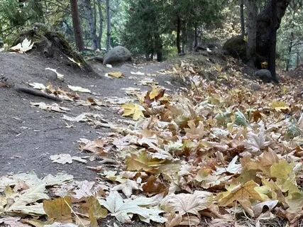 Mindful Wellbeing Week 1: Resting In Breath