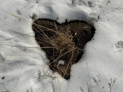 Mindful Wellbeing Week 2: Exploring The Heart