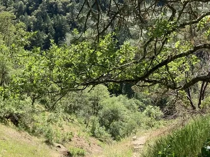 Mindful Wellbeing Week 2: The Most Resilient Tree