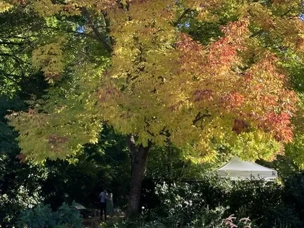 Mindful Wellbeing Week 5: Visiting Gratitude