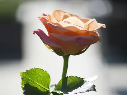 Mindfulness  & Metta Meditation