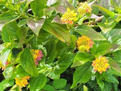 Mindfullness Na Natureza