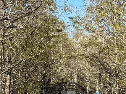 Mindfully Living In Nature Meditation