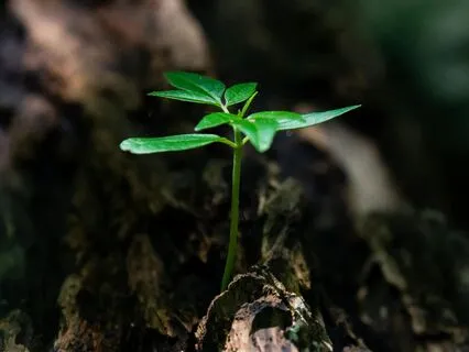 Mindfulness 8 – Emotional Resilience Through Acceptance