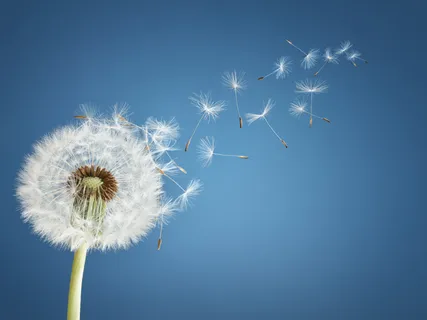 Mindfulness: A Guided Visualisation