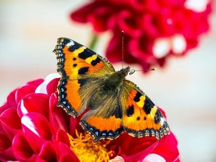 Mindfulness: Accepting Feelings