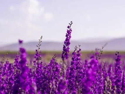 Mindfulness & Alternate Nostril Breathing