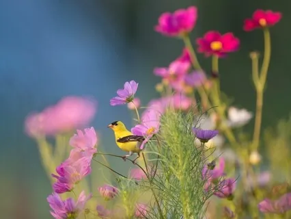 Mindfulness And Identity