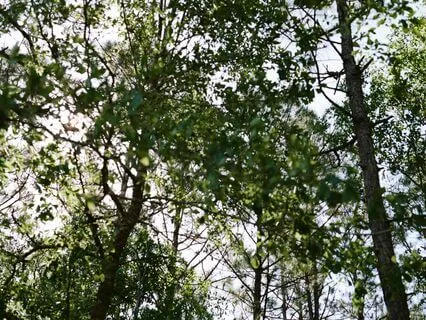 Mindfulness And The Natural Elements