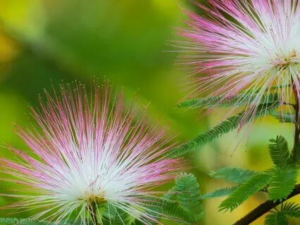 Mindfulness At Court