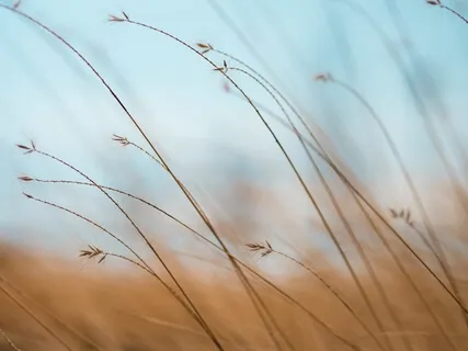 Mindfulness Based Stillness Meditation (MBSM)