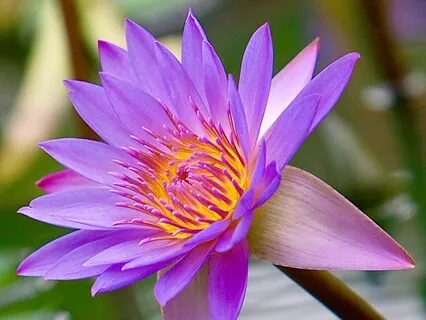 Mindfulness | Basic Meditation