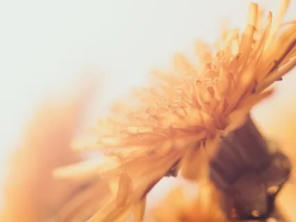 Mindfulness Body Scan