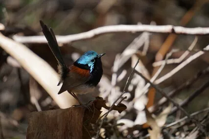 Mindfulness Body Scan Meditation