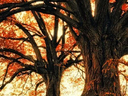 Mindfulness Breath Music: Calm Meditation Tones For Presence