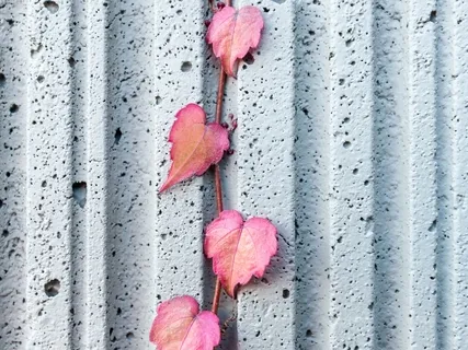 Pause & Reconnect: A 5-Minute Mindfulness Reset