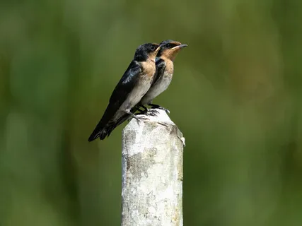 Mindfulness Check In