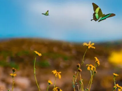 Mindfulness For Anchoring In Presence