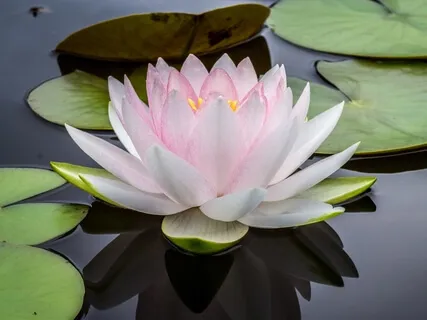 Mindfulness For Beginners