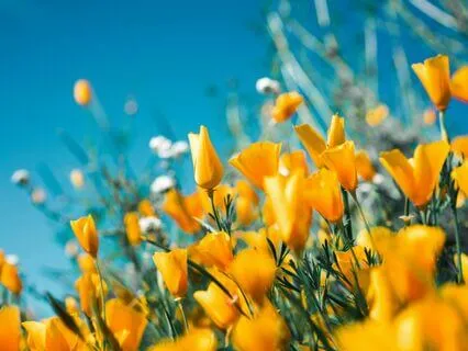 Mindfulness For Gratitude And Appreciation