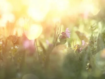 Mindfulness for Gratitude (Full Version)