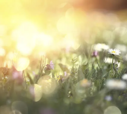 Mindfulness For Gratitude