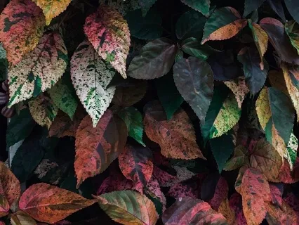 Mindfulness For Menopause