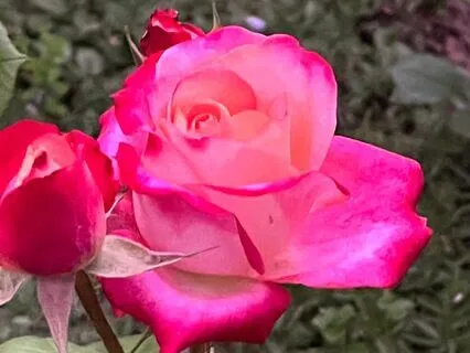 Mindfulness for Pregnancy