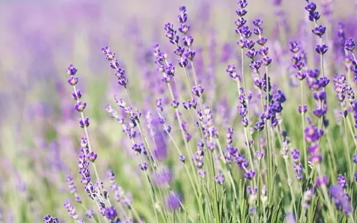 Mindfulness For Working With Anxiety