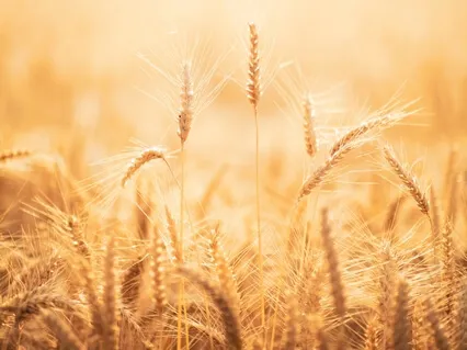 Mindfulness Full Body Scan 