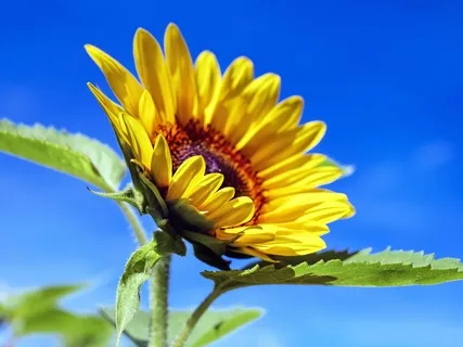 Mindfulness - Live Group Session