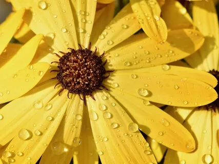 Mindfulness In Depth Meditation Shower Of Love