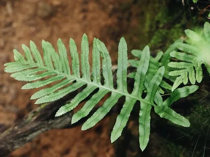 Mindfulness In Isolation Day 12 - Breathe